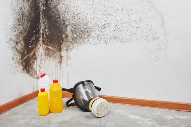 Best Home Mold Removal  in Farmers Loop, AK
