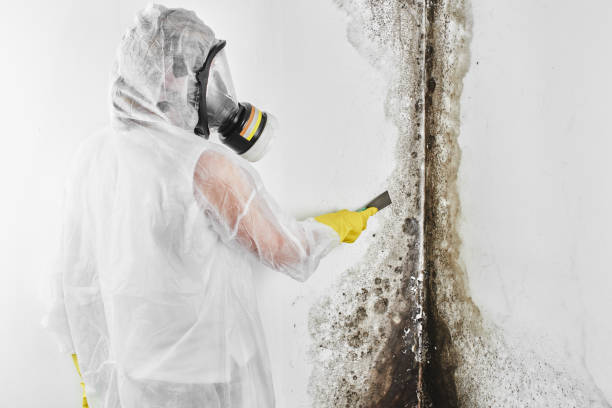 Attic Mold Removal in Farmers Loop, AK