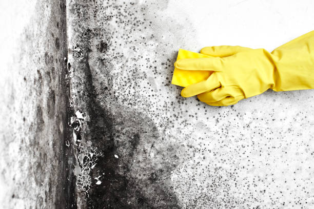 Best Mold Removal and Inspection  in Farmers Loop, AK