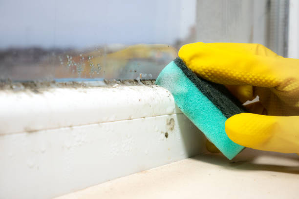 Best Mold Damage Repair  in Farmers Loop, AK