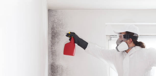  Farmers Loop, AK Mold Removal Pros