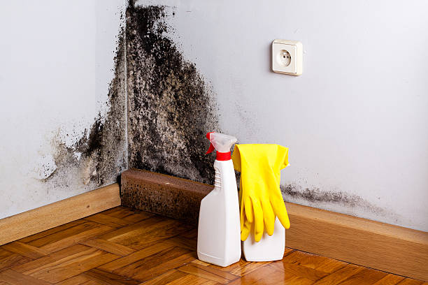 Best Commercial Mold Removal  in Farmers Loop, AK