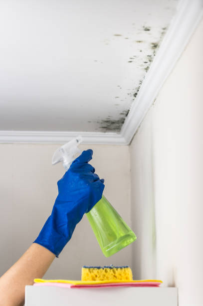 Mold Removal and Inspection in Farmers Loop, AK